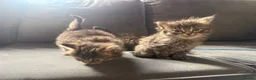 Ragcoon cats for sale: 8 RAGDOL X MAINCOON KITTENS🐱 - Advert 6