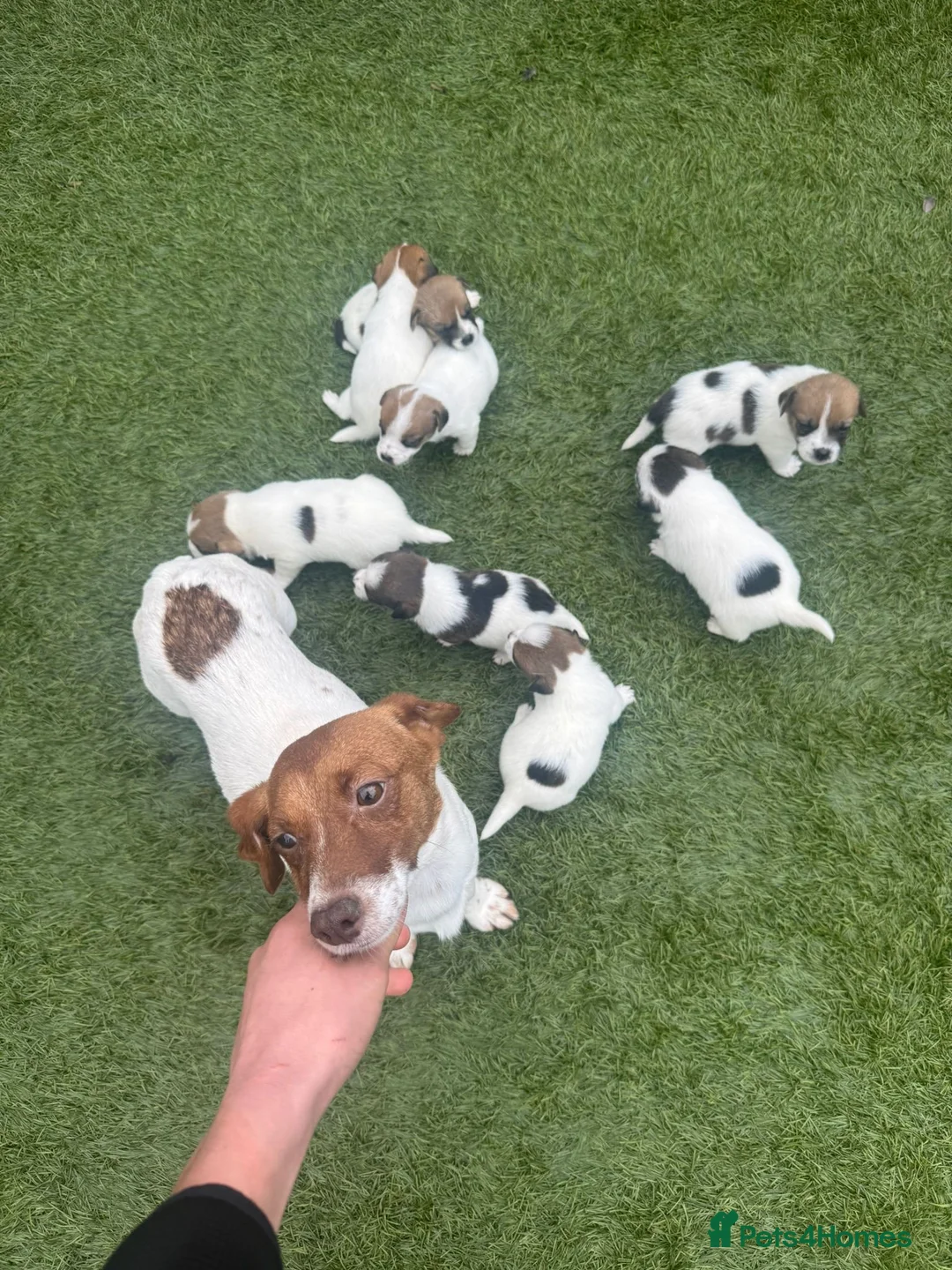 Jack Russell dogs for sale: Jack Russell Puppies in Slough - Advert 1