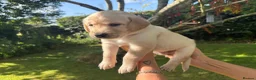 Goldador dogs for sale: Golden Retriever Labrador Puppies - Advert 23