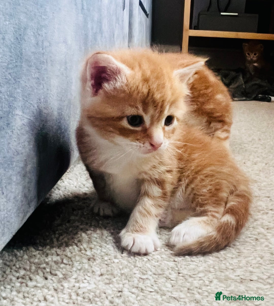 Maine Coon cats for sale: Maine Coon x Bengal x - Image 11