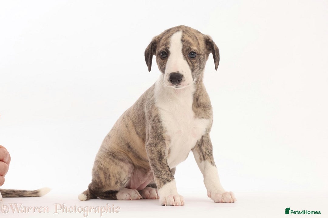 Whippet dogs for sale: Adorable kennel Club registered little Girl  - Advert 2