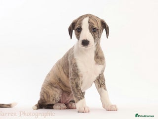 Whippet dogs Adorable kennel Club registered little Girl - Advert 10