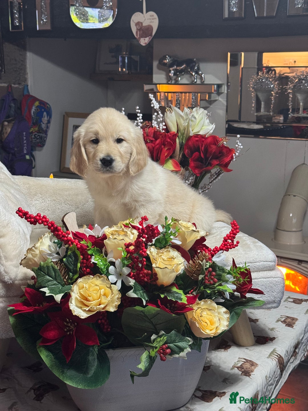 Golden Retriever dogs for sale: 10 gorgeous kc reg golden retriever puppies  - Advert 10