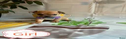 Chihuahua dogs for sale: Chihuahua puppies - Advert 15