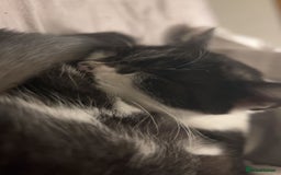 British Shorthair cats for sale: 7 month old British short hair mix - Image 6