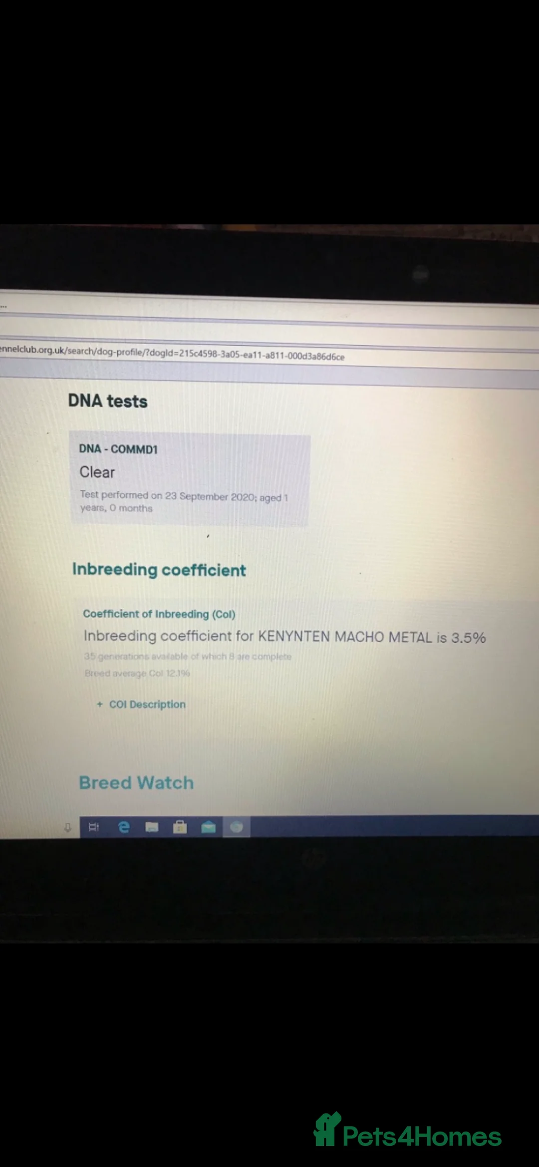 Bedlington Terrier dogs for stud: Bedlington terrier for std in Barnsley - Advert 11