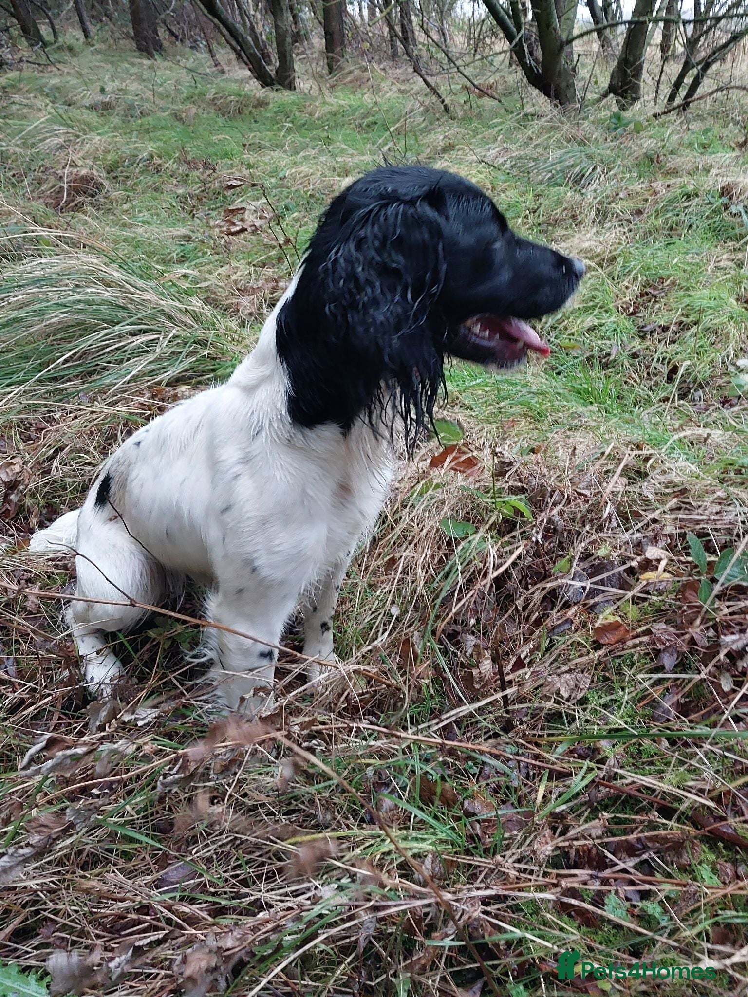 English Springer Spaniel dogs KC working springer spaniels - Advert 2