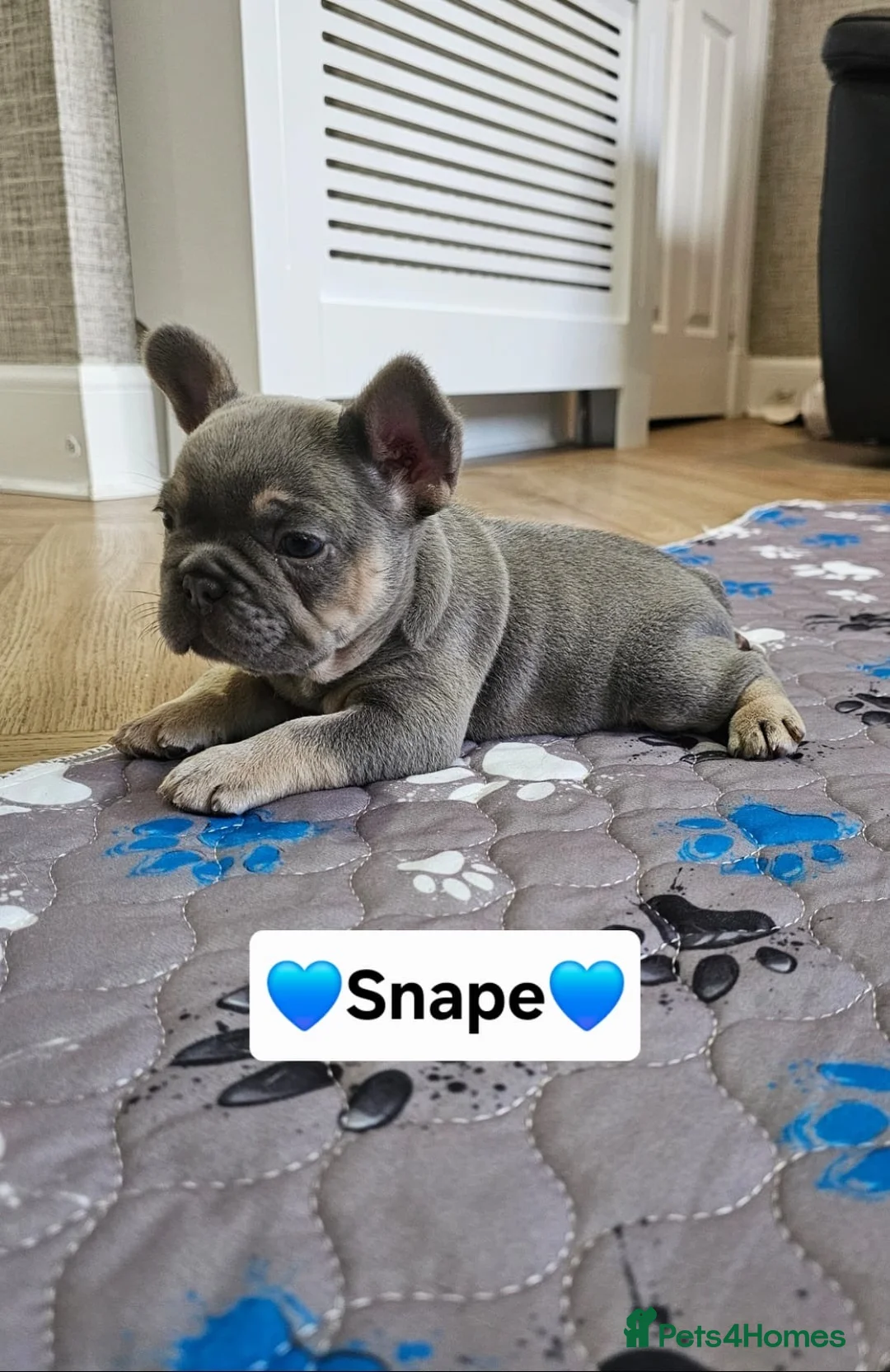 French Bulldog dogs for sale: French bulldog pups - Advert 2