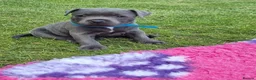 Staffordshire Bull Terrier dogs for sale: Staffordshire bull terrier blue kc reg full ped in Rhyl - Advert 23