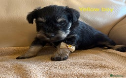 Miniature Schnauzer dogs for sale: Kc registered miniature schnauzer Bva eye test - Image 10