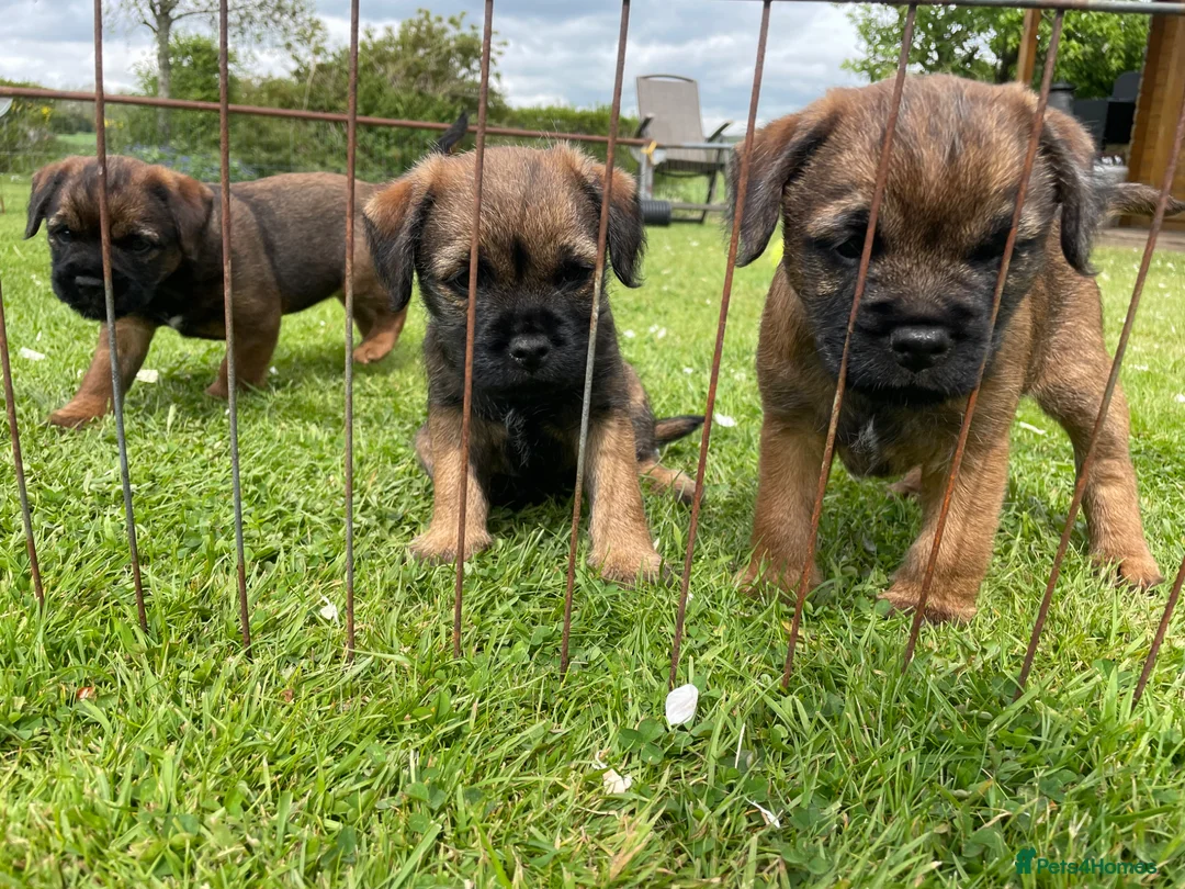Border Terrier dogs for sale: Beautiful Border terrier pups - Advert 2