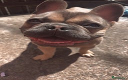 French Bulldog dogs for sale: French bulldog  - Image 2