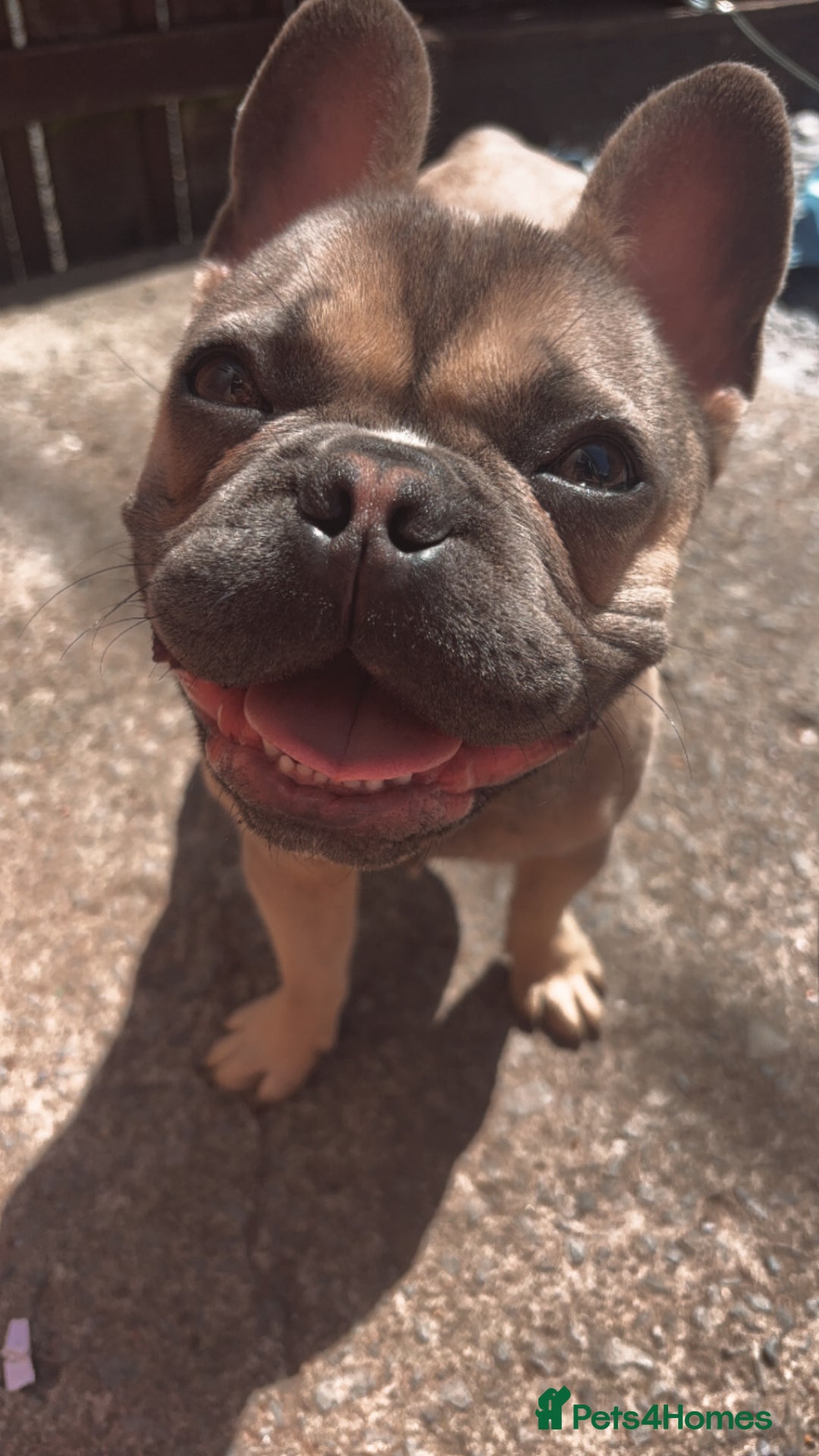 French Bulldog dogs for sale: French bulldog  - Image 2