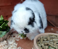 Mini Lop rabbits - Advert 1