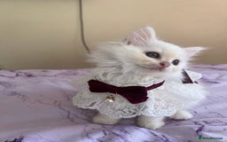 Turkish Angora cats for sale: Ragdoll/ Turkish Angora kittens last BOY/GIRL - Image 9