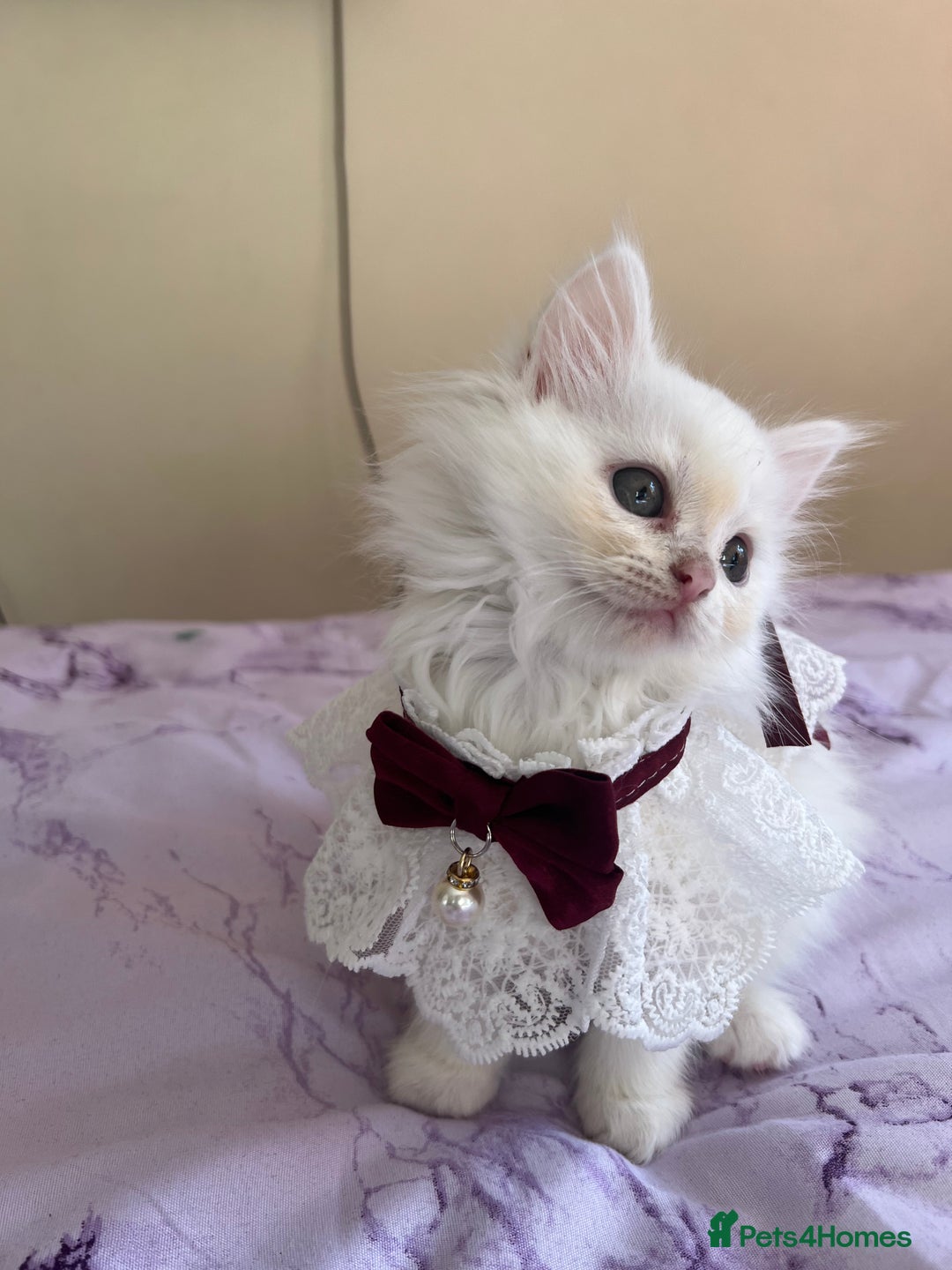 Turkish Angora cats for sale: Ragdoll/ Turkish Angora kittens last BOY/GIRL - Image 9
