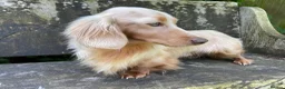 Miniature Dachshund dogs for sale: Exceptional Champion CK ML Dachshund Puppies  - Advert 11