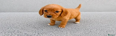 Cockapoo 1