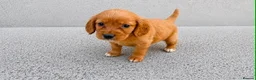 Cockapoo dogs for sale: Cockapoo puppies in London - Advert 7