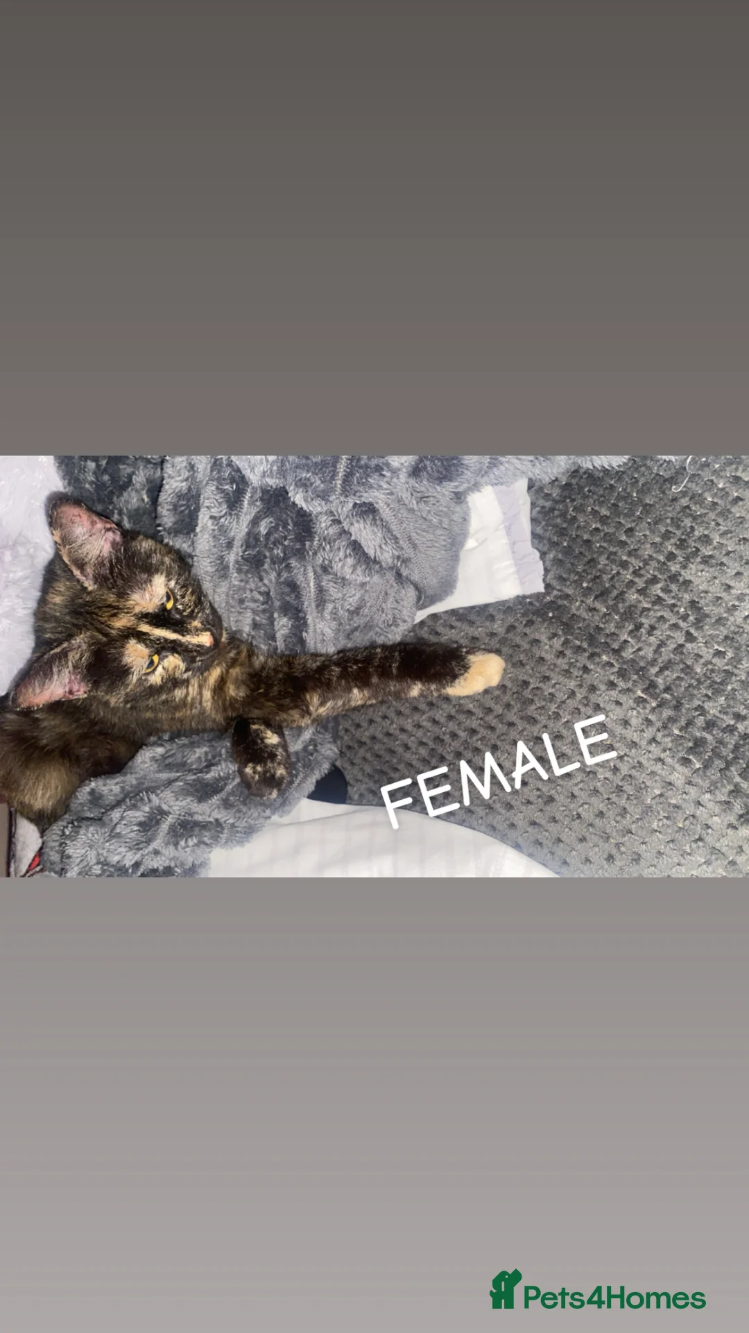 Mixed Breed cats for sale: Male and Female cat in Harwich - Advert 3