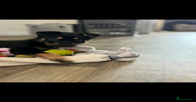 Mixed Breed dogs - Advert 6