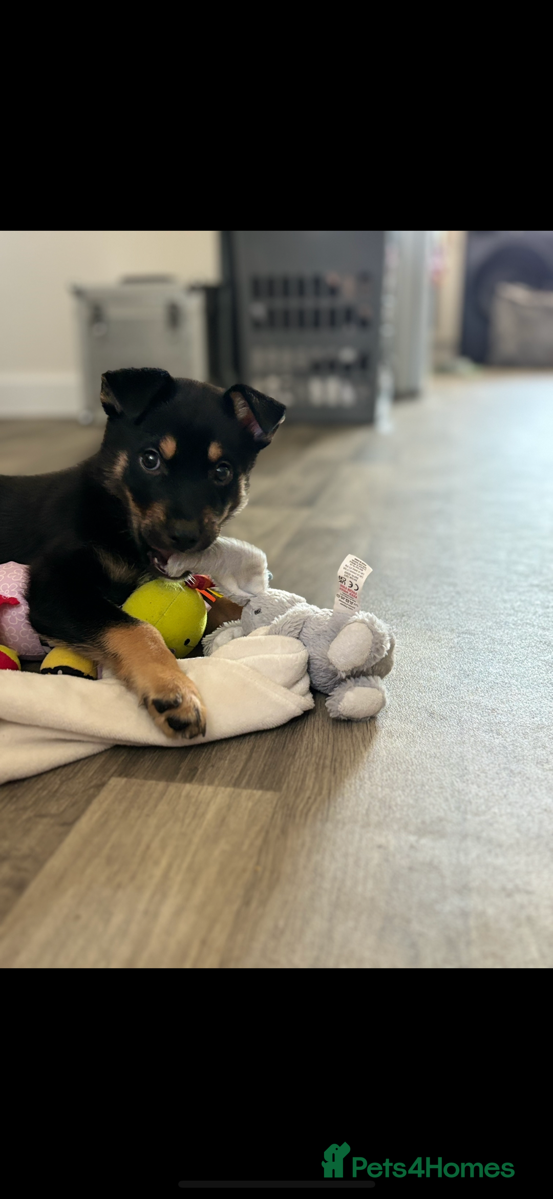 Mixed Breed dogs for sale: Rottsky puppy - Image 3