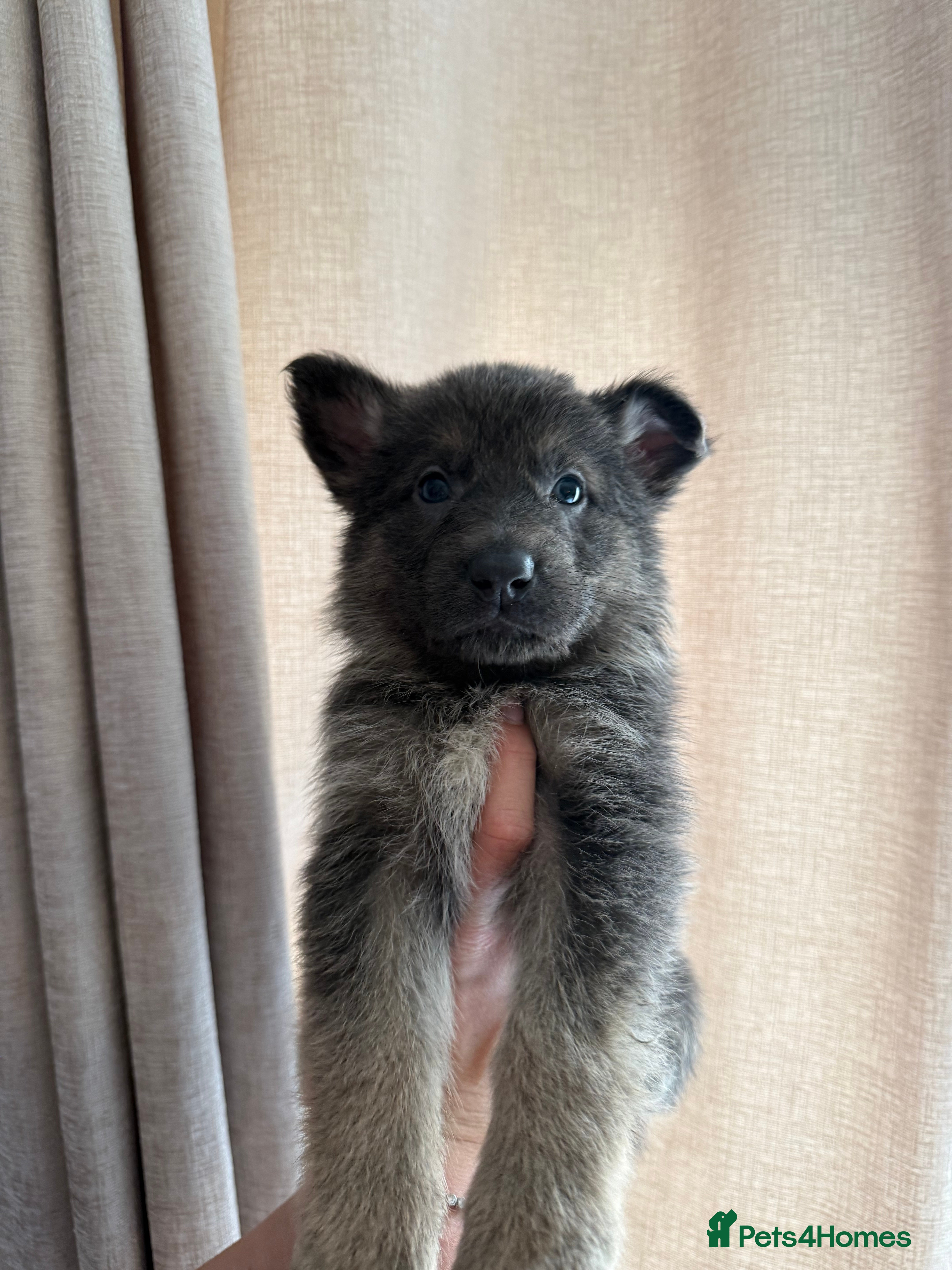 German Shepherd dogs German Shepherd Puppies - Advert 7