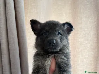 German Shepherd dogs German Shepherd Puppies - Advert 2