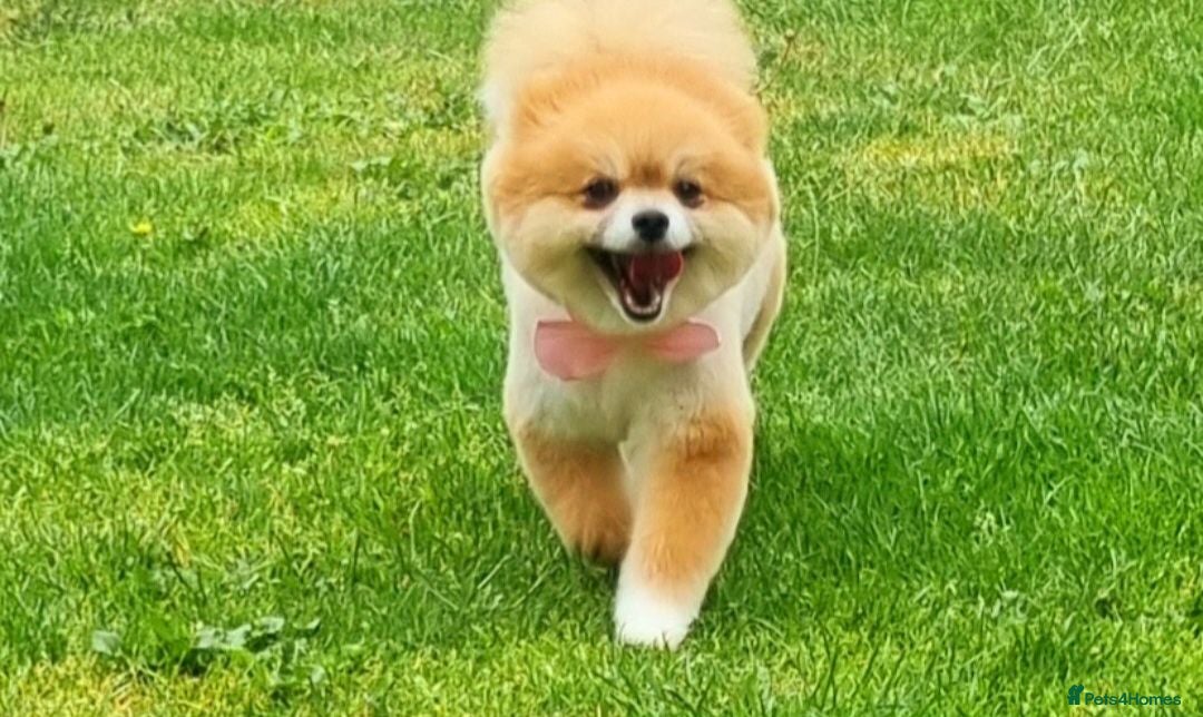 Pomeranian dogs Posh pudding pomeranians 🐾 🐾 🐾 🐾  - Advert 1