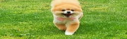 Pomeranian dogs for sale: Posh pudding pomeranians 🐾 🐾 🐾 🐾  - Advert 1