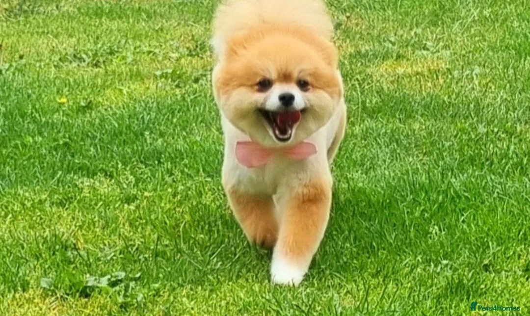Pomeranian dogs for sale: Posh pudding pomeranians 🐾 🐾 🐾 🐾  - Advert 1