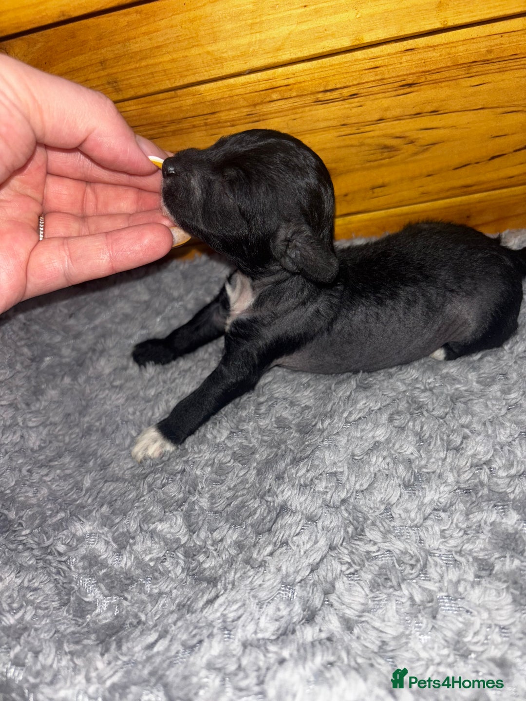 Chinese Crested dogs for sale: Chinese crested powderpuff ready September 12th - Image 29