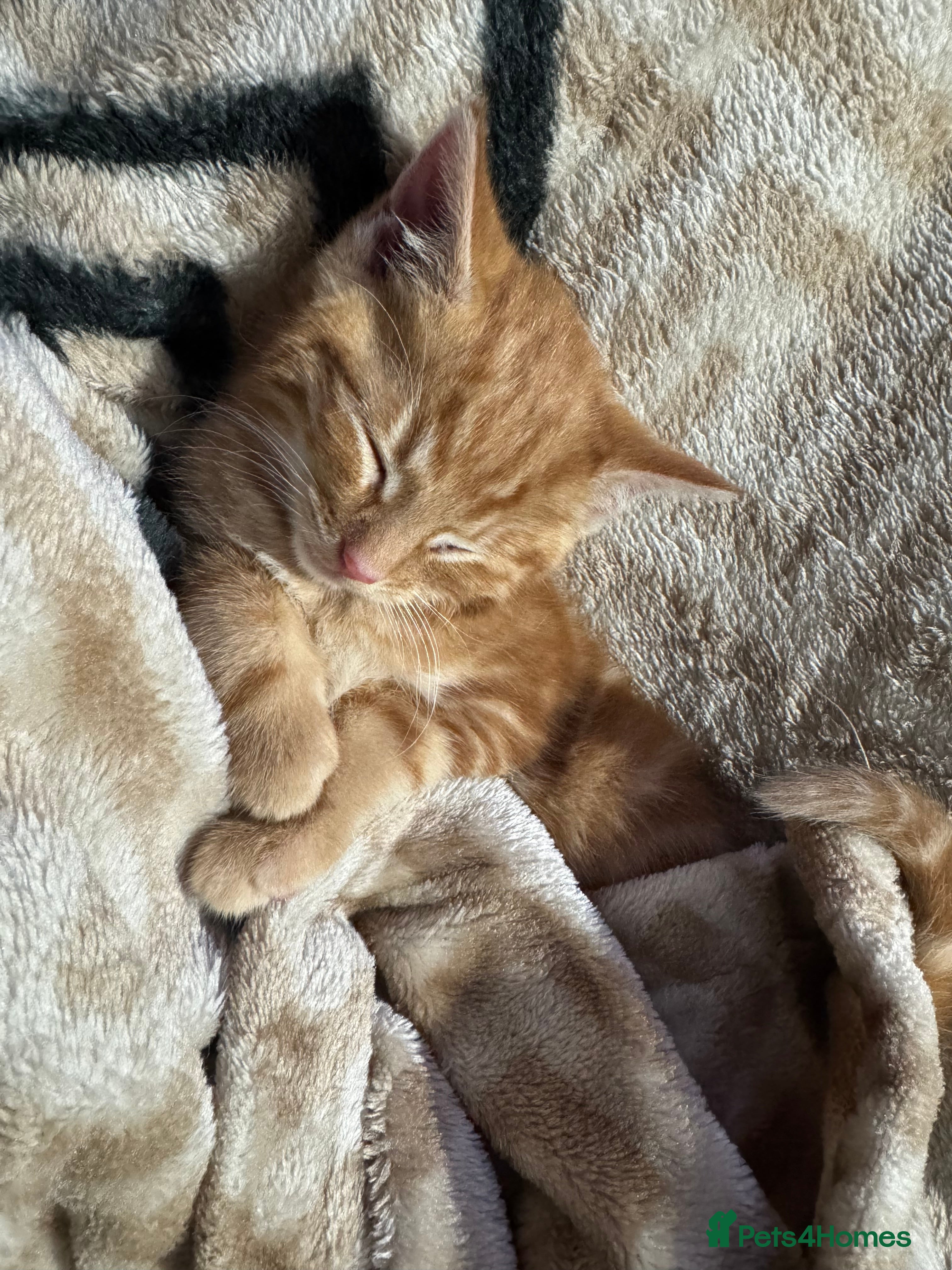 Mixed Breed cats Ginger kitten - Advert 19