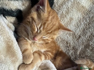 Mixed Breed cats Ginger kitten - Advert 3
