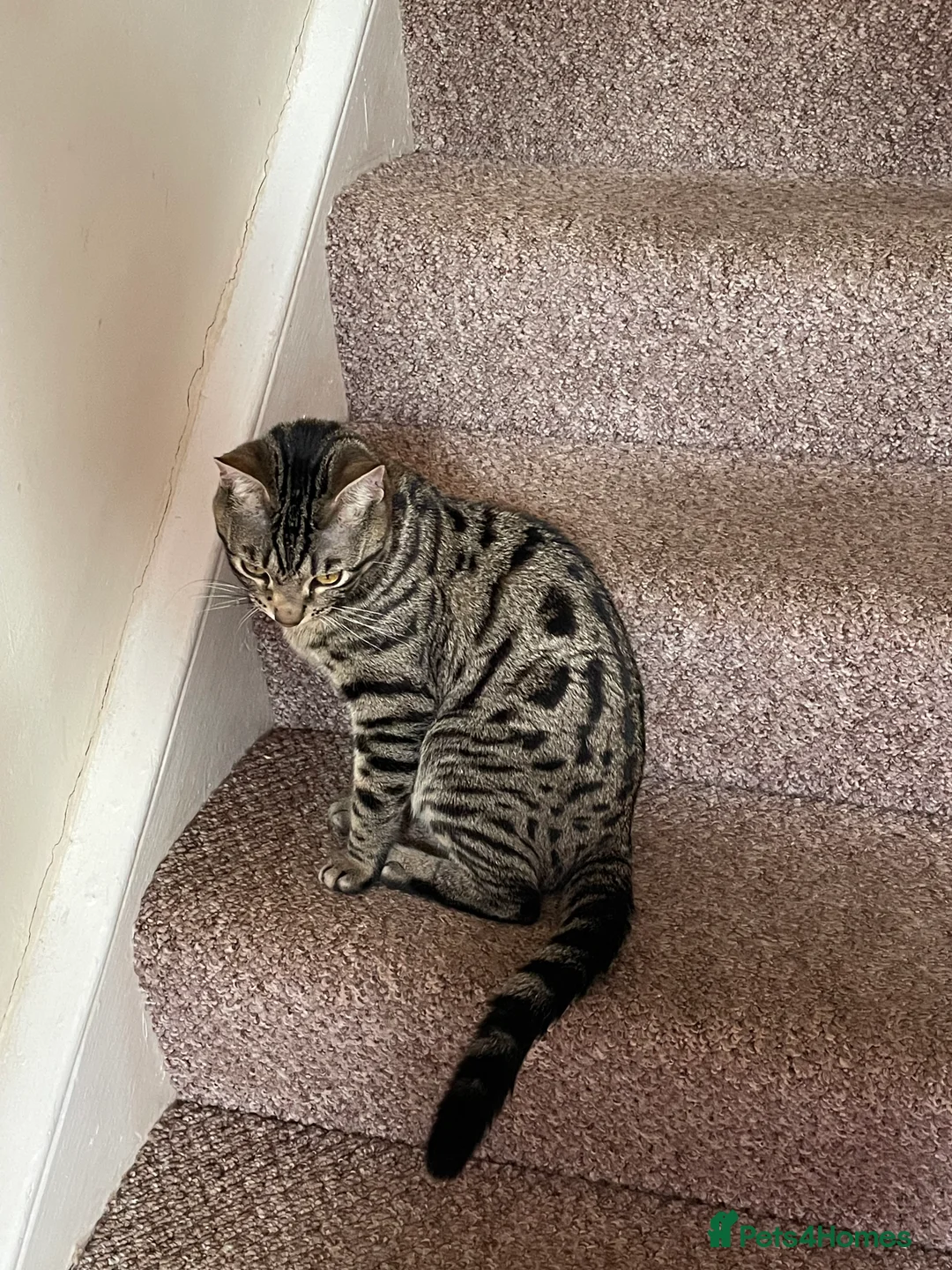 Mixed Breed cats for sale: Bengal cross male  - Advert 4