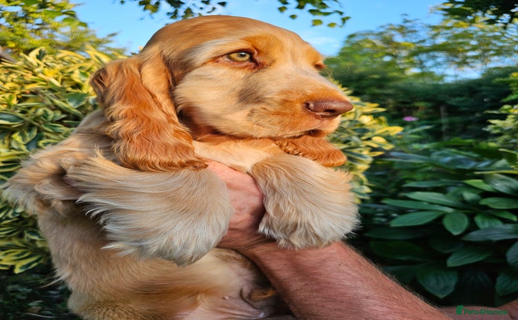 Cocker Spaniel dogs in Dereham - Advert 2
