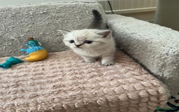Scottish Fold cats for sale: Kittens for sale  - Image 8