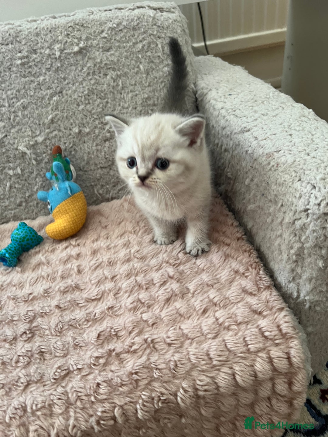 Scottish Fold cats for sale: Kittens for sale  - Image 8