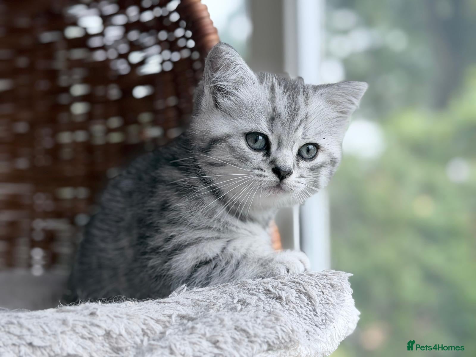 British Shorthair cats GCCF reg BSH Black silver tabby kittens - Advert 1
