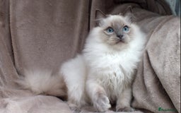 Ragdoll cats for sale: GCCF REG PET KITTENS CHAMPION IMPORT BLOODLINES - Image 12