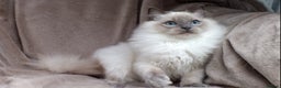 Ragdoll cats for sale: 2 RAGDOLL KITTENS TO GO TOGETHER CHAMPION IMP BL - Advert 12