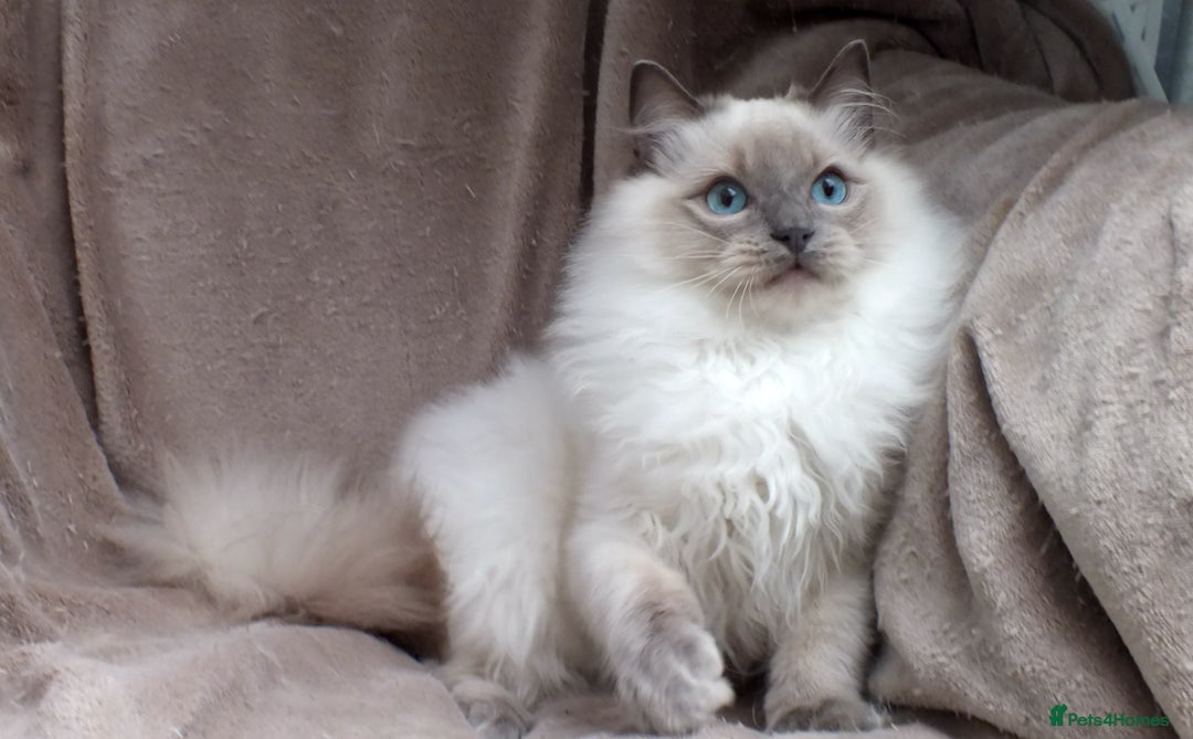 Ragdoll cats for sale: GCCF REG PET KITTENS CHAMPION IMPORT BLOODLINES - Image 12