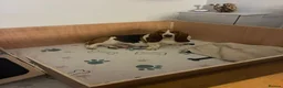 Basset Hound dogs for sale: Lady Penelope's Litter of Basset Hound Puppies - Advert 5