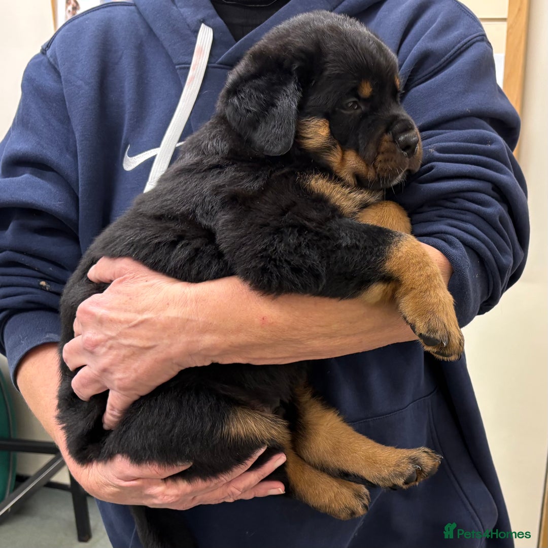 Rottweiler dogs for sale: 4 Gorgeous Rottweiler Puppies - Advert 8