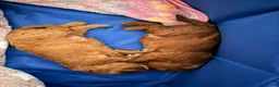 Mixed Breed dogs for sale: Toy x Miniature Poodle Puppies  - Advert 15
