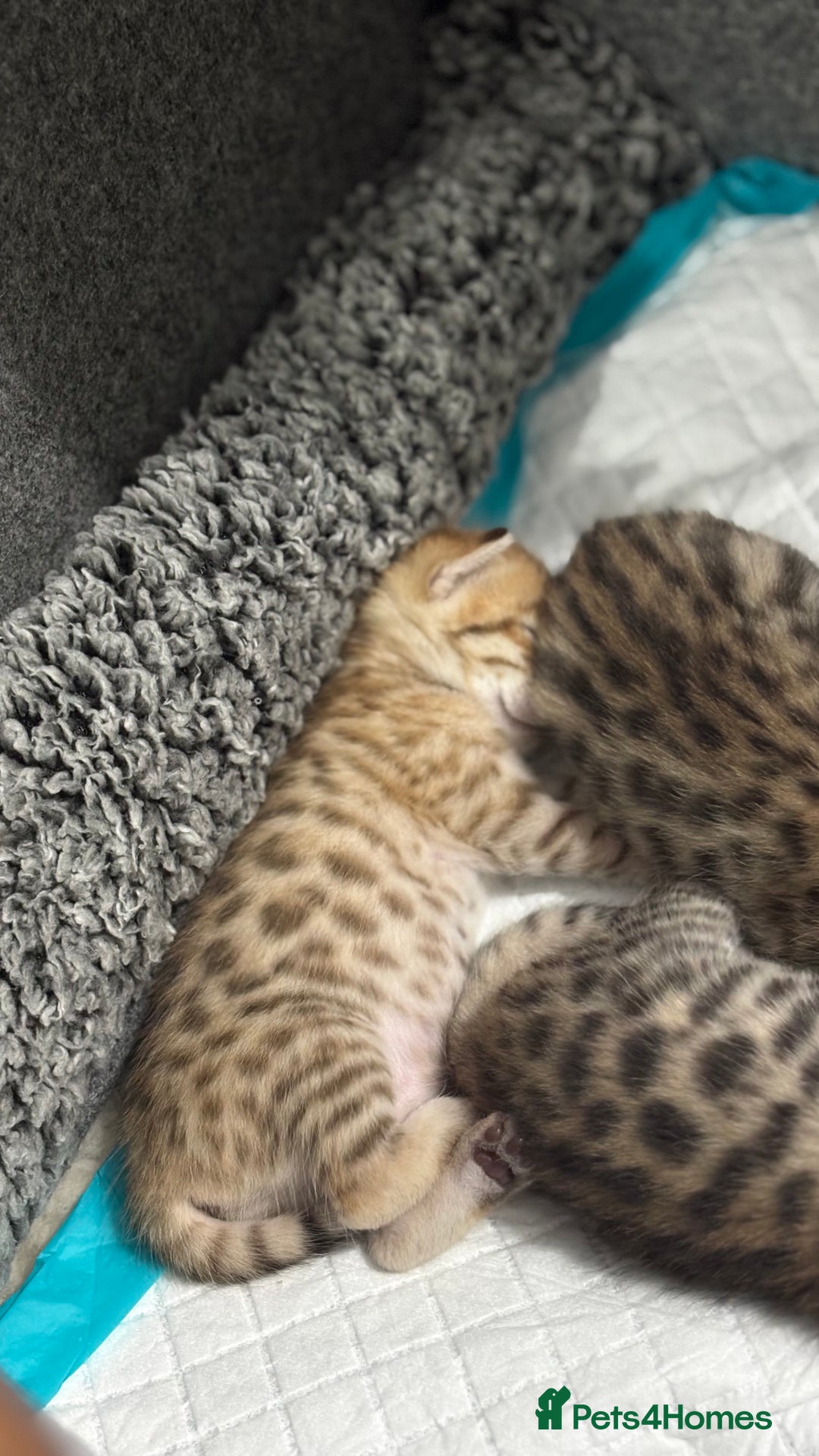 Bengal cats for sale: Pure Bengal Kittens For sale  - Advert 8