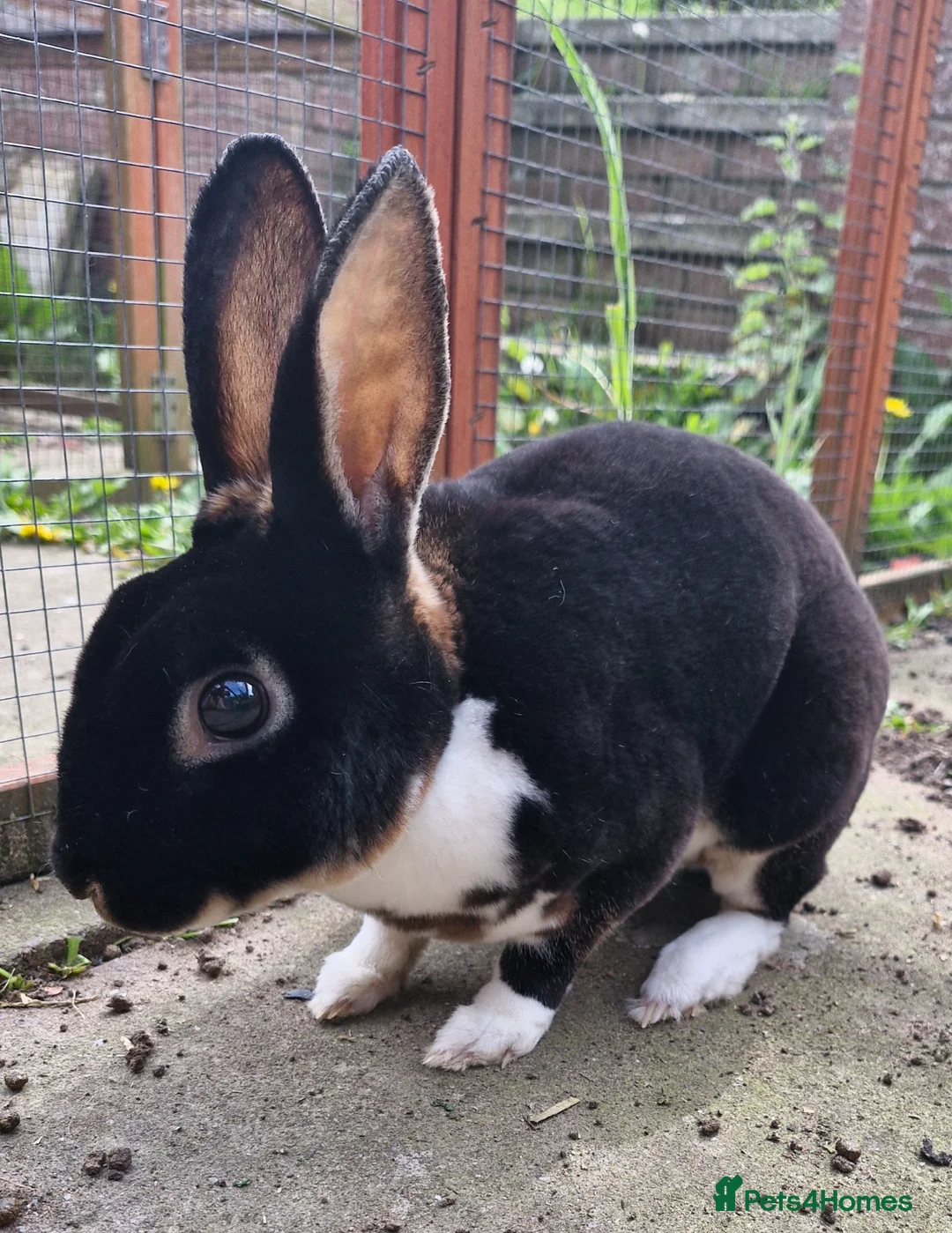 Rex rabbits for sale: ** male mini rex ** - Advert 1