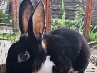 Rex rabbits ** male mini rex ** - Advert 1