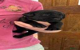 Labrador Retriever dogs for sale: ✨KC reg Lab puppies from health tested parents✨ - Image 9