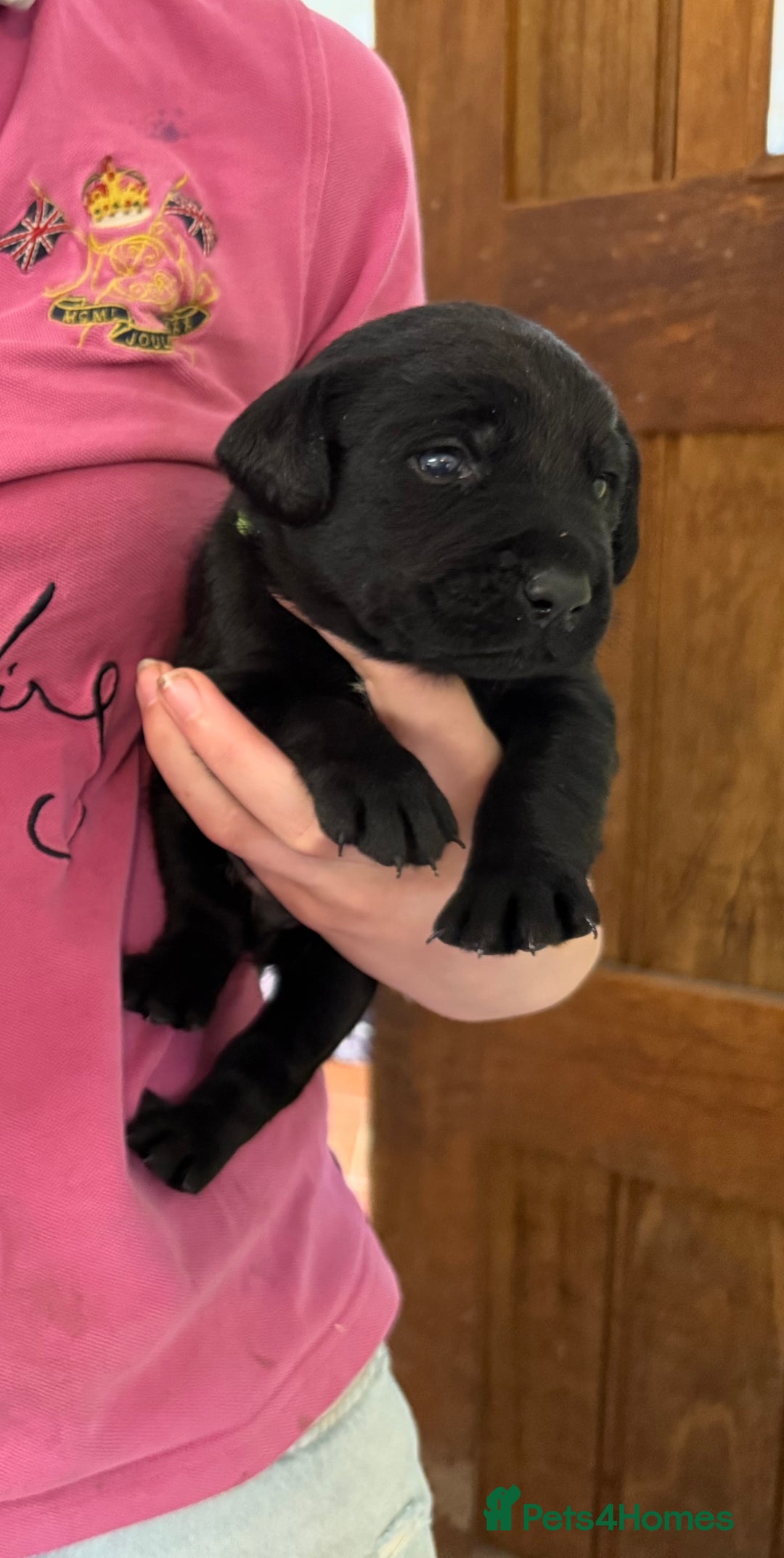Labrador Retriever dogs for sale: ✨KC reg Lab puppies from health tested parents✨ - Image 9